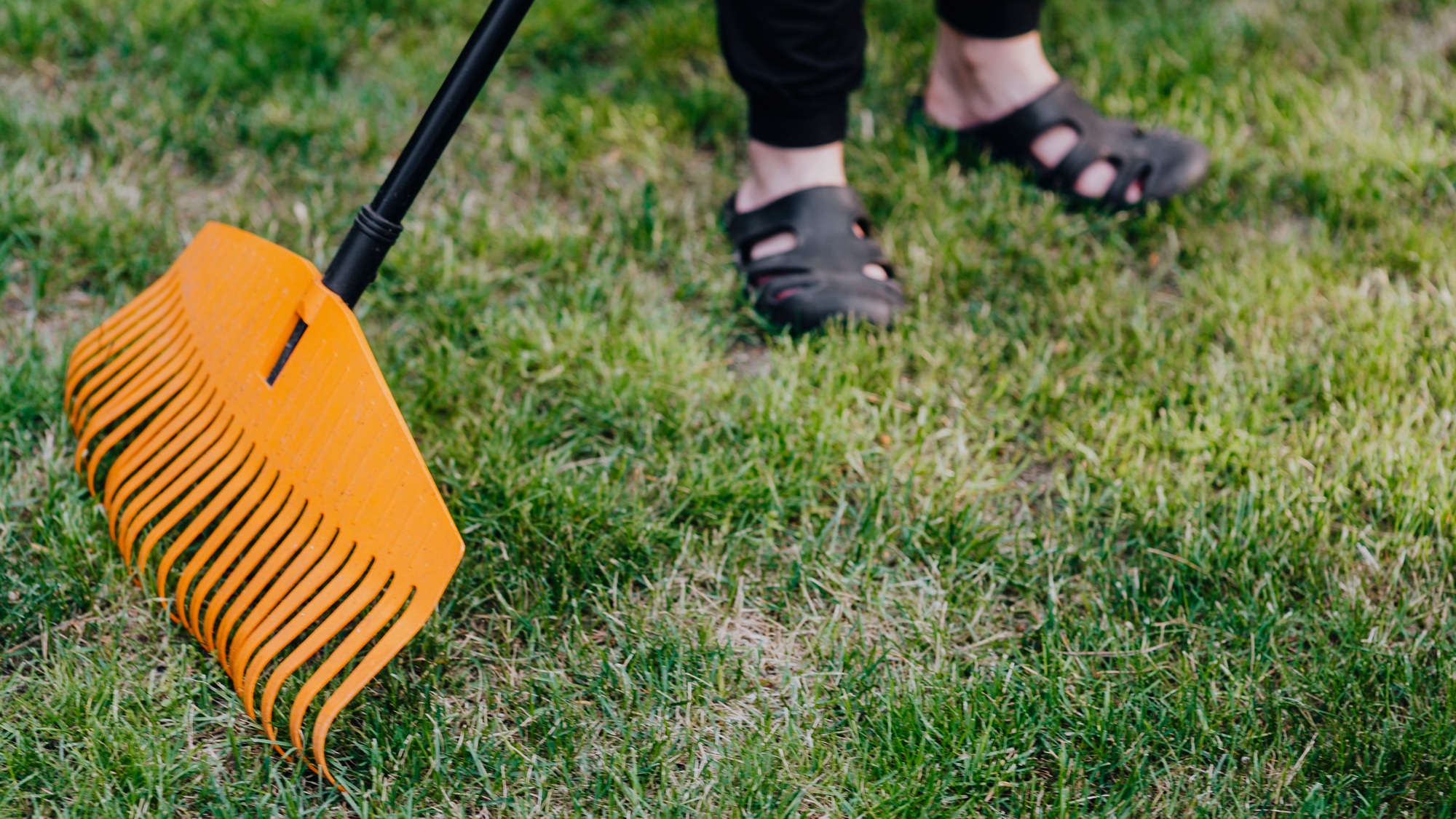 Gardener raking a yard